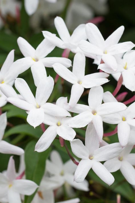 Growing star jasmine in your garden? If you've noticed strange seeds on your plant or are simply looking for care tips, read on. 2024 Tattoo, The Climber, Best Desk Lamp, Star Jasmine, Jasmine Flower, Australian Homes, Climbing Plants, Hanging Pictures, Art References