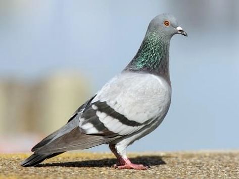 Rock Pigeon Identification, All About Birds, Cornell Lab of Ornithology Feral Pigeon, Pigeon Nest, Pigeon Breeds, Wood Pigeon, Pigeon Bird, Arte Inspo, Bird Drawings, Red Birds, Wild Birds