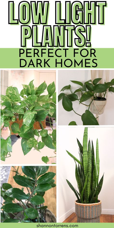 Low Light Plants Perfect for Dark Homes! Plants Low Light, Dark Homes, Low Light House Plants, Indoor Plants Low Light, Low Light Plants, Best Indoor Plants, Bathroom Plants, Bedroom Plants, Easy Plants