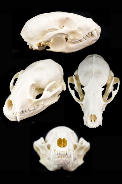 coyote skull, aardwolf skull, badger skull, beaver skull, bobcat skull, cat skull, caracal skull, dog skull, fox skull, opossum skull, rabbit skull, otter skull, hyrax skull, marten skull, mouse skull, muskrat skull, nutria skull, porcupine skull, rat skull, skunk skull, raccoon skull, mink skull Animal Skull Reference Photography, Rabbit Skull Reference, Skull 360 Reference, Raccoon Skull Art, Mouse Skull Drawing, Rat Skull Drawing, Skull Reference Anatomy, Raccoon Skeleton, Possum Skull