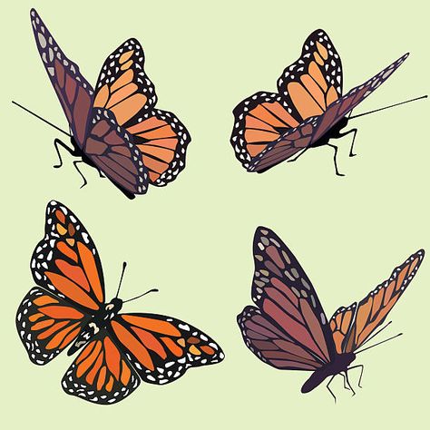 Monarch Butterflies Photography, Monarch Butterflies Art, Pastel Green Background, Butterflies In Flight, Animal Body Parts, Beautiful Butterfly Photography, Insect Photography, Butterfly Illustration, Different Poses