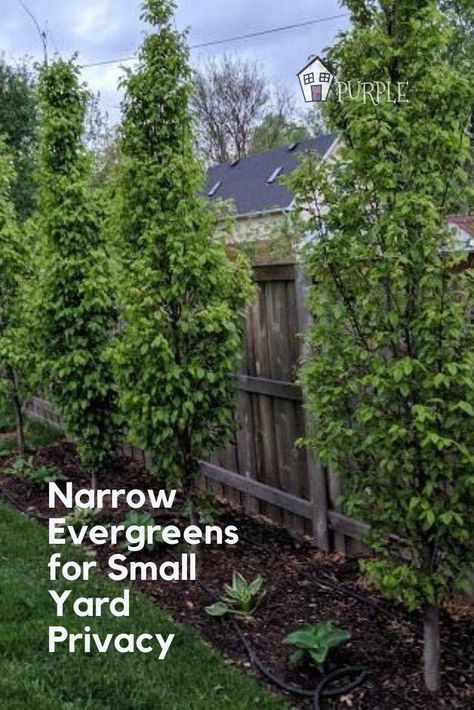 Small Yard Privacy, Trees Small Backyard, Narrow Evergreen Trees, Yard Privacy, Evergreen Landscape, Small Yard Landscaping, Side Yard Landscaping, Kids Backyard, Backyard Trees