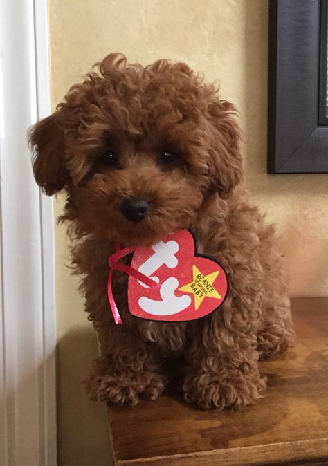 My little Beanie Baby! Easiest dog costume ever :) Ty Stuffed Animal Halloween Costume, Ty Dog Costume, Baby Dog Costume, Beanie Baby Costumes, Beanie Baby Dog, Holloween Costumes, Ty Stuffed Animals, Animal Halloween Costumes, Dog Beanie