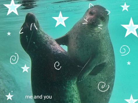 Seals, Swimming, Stars, Water