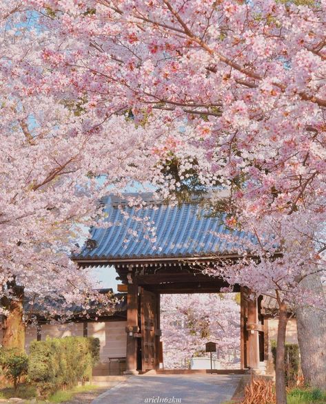 Long Driveways, Japanese House, Japanese Garden, Japan Travel, Cherry Blossom, Blossom, Japan, Flowers, Plants