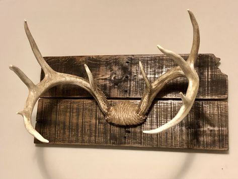 Euro Mount Ideas, Deer Antler Coat Rack Diy, Deer Antler Display, Deer European Mount, Deer Antler Mount Ideas, How To Hang European Mount Deer Skulls, Deer Antler Plaque Ideas, Antler Mount Ideas, Moose Antler Mount