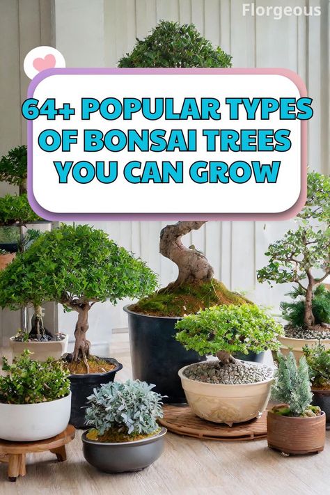 Types of Bonsai Trees Types Of Bonsai Trees, Tree Types, Bonsai Pruning, Japanese Bonsai Tree, Maple Bonsai, Rain Tree, Bonsai Tree Types, Bonsai Care, Pine Bonsai