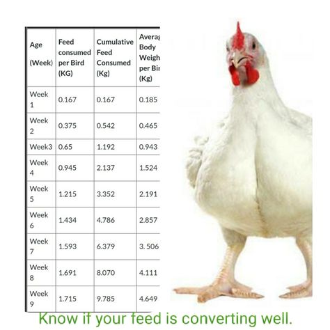 What To Feed Chickens, Reban Ayam, Feed Chickens, Poultry Farm Design, Poultry Business, Poultry Breeds, Feeding Program, Metric Conversion, Reheat Chicken