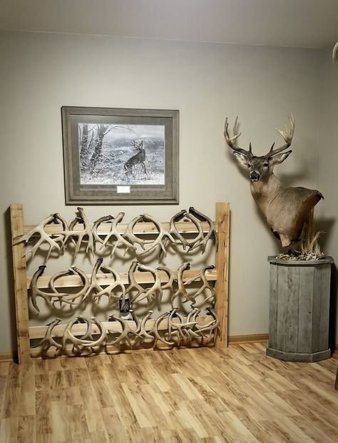 Deer Shed Ideas Decor, Deer Head Display Ideas, How To Display Antlers, Displaying Deer Antlers, Antler Hanging Ideas, Antler Shed Decorating Ideas, Antler Display Wall, Deer Shed Decor, Deer Antlers Decor