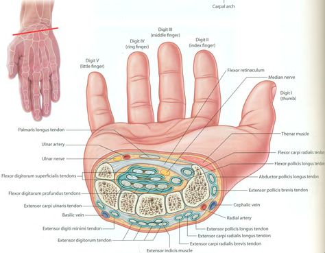 Carpal Tunnel Anatomy, Wrist Anatomy, Wrist Injuries, Muzică Rock, Human Muscle Anatomy, Medicine Notes, Basic Anatomy And Physiology, Biology Facts, Medical Laboratory Science