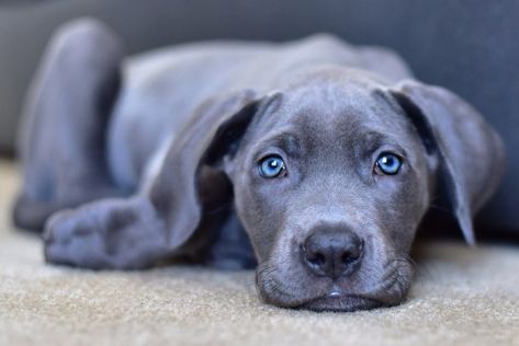 Luna - Blue Great Dane by chantelleogorman - Kittens vs Puppies Photo Contest #ProfessionalPhotos #GreatPhotos #BeautifulPhotos Grey Great Dane, Blue Merle Great Dane, Blue Great Dane, Merle Great Danes, Husky Pet, Blue Great Danes, Eyes Photo, Animal Eyes, Tallest Dog