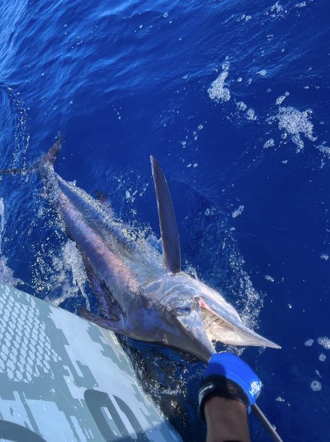 Swordfish Charters with Miss Britt Charters is a premier fishing charter service in Miami, FL. They offer exceptional deep-sea fishing experiences, led by experienced captains. With state-of-the-art boats and top-notch equipment, they target prized species like swordfish, marlin, and sailfish. Their personalized service ensures a memorable trip tailored to your preferences. Book with Swordfish Charters for an unforgettable Miami fishing adventure. Sail Fish, Florida Vibes, Summer Core, Florida Fishing, Marlin Fish, Saltwater Fish, Charter Boat, Fishing Adventure, Fishing Charters