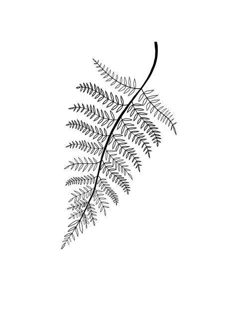 Fern Tattoo Stencil, Fern Outline Tattoo, Fern Line Drawing, Fern Outline, Fern Leaf Drawing, Fern Tattoo Design, Fern Stencil, Sam Tattoo, Circular Tattoo