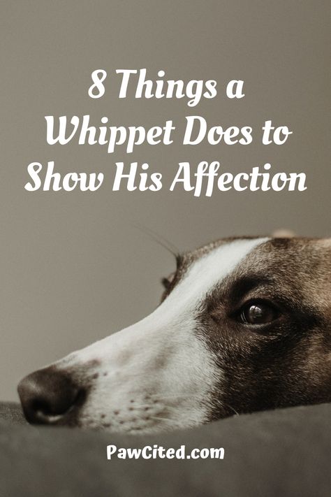 You may be wondering if whippets are affectionate to their dog owners? Here are 8 ways how these athletic dogs show their love for their dog owners. #whippet #doglover #affectionatedog #dog101 Whippets Dog, Whippet Rescue, Whippet Dog Puppy, Long Haired Whippet, Whippet Art, Whippet Mix, Dog 101, Whippet Collar, Whippet Puppies