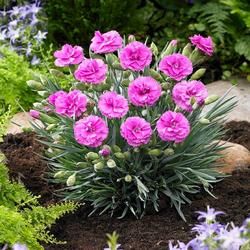 Plants and Trees Sale | FastGrowingTrees.com Lilac Plant, Pink Dianthus, Dianthus Flowers, Pink Perennials, Growing Trees, Blue Foliage, Plant Breeding, Porch Planters, Fast Growing Trees