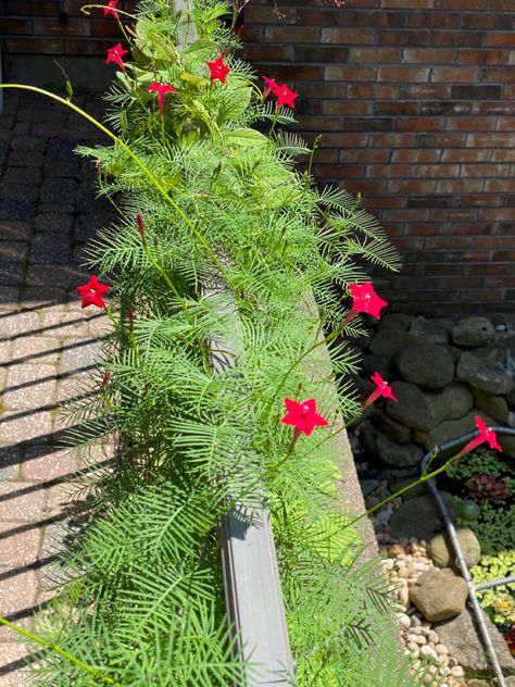 Cork House, Cypress Vine, House Garden, Vines, Cork, Herbs, Home And Garden, Plants, Flowers