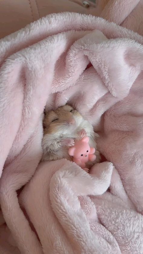 Hamster Wallpaper, Small Animal Bedding, Funny Hamsters, Cute Small Animals, Hamster Cage, Cute Hamsters, Super Cute Animals, Pretty Animals