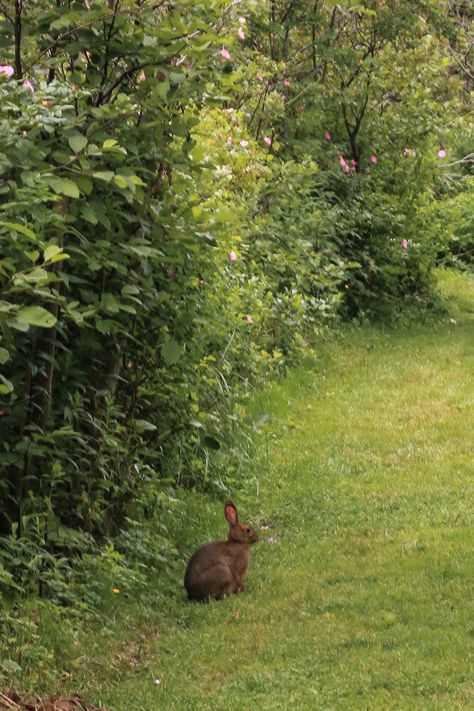 Wild Rabbit Aesthetic, Annaliese Core, Bunny Outside, Wild Bunnies, Wild Rabbits, Magical Cottage, Wild Bunny, Green Rabbit, Rabbit Garden