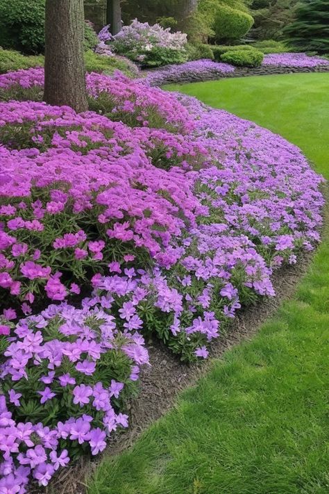 Explore the beauty of low-maintenance ground cover plants with purple flowers. Incorporate Purple flowering groundcover like Creeping Phlox or Bugleweed to enrich your landscaping ideas with a pop of color. Consider fast-growing ground cover plants such as Vinca minor (Lesser Periwinkle) to effortlessly create stunning garden spaces. Discover a variety of Ground cover plants with purple flowers that not only add visual appeal but also provide practical benefits like soil erosion control and weed Ground Covering Flowers, Flowering Thyme Ground Cover, Creeping Phlox Ground Cover, Lesser Periwinkle, Phlox Ground Cover, Plants With Purple Flowers, Fast Growing Flowers, Purple Flowering Plants, Vinca Minor