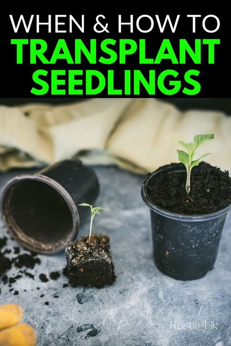 When To Transplant Seedlings, Starting Plants From Seeds, Cucumber Seedlings, Transplanting Plants, Growing Seedlings, Seedlings Indoors, Veggie Gardens, Tomato Seedlings, Future Garden