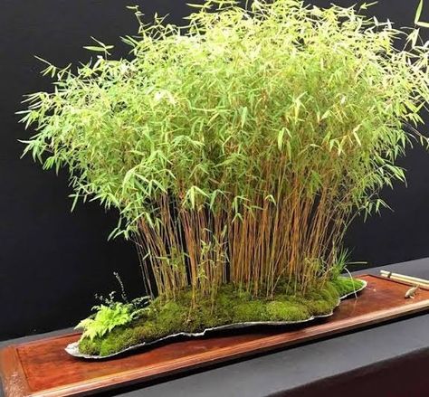 images (575×533) Bamboo Bonsai, Bamboo Plant Care, Japanese Garden Plants, Bonsai Forest, Bonsai Tree Types, Bonsai Techniques, Bamboo Plant, Mini Bonsai, Japanese Bamboo