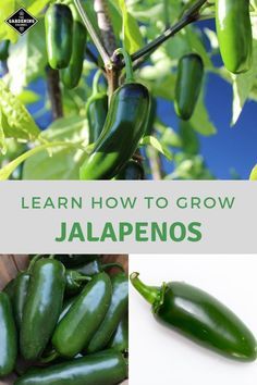 Growing Jalapeno Peppers, Jalapeno Plants Growing, Harvesting Peppers, Jalapeño Plant, Grow Jalapenos, Growing Jalapenos, Yard Hacks, Jalapeno Plant, Land Purchase