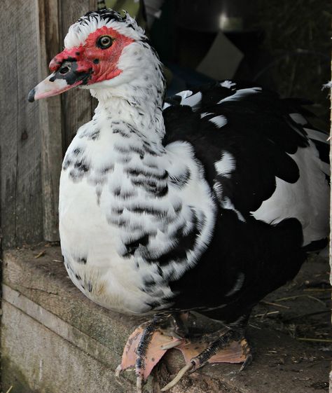 Drake, our muscovy duck. Muscovy Ducks, Florida Tattoo, Muscovy Duck, North American Animals, Wild Duck, Sea Birds, Swans, Farm Life, Drake