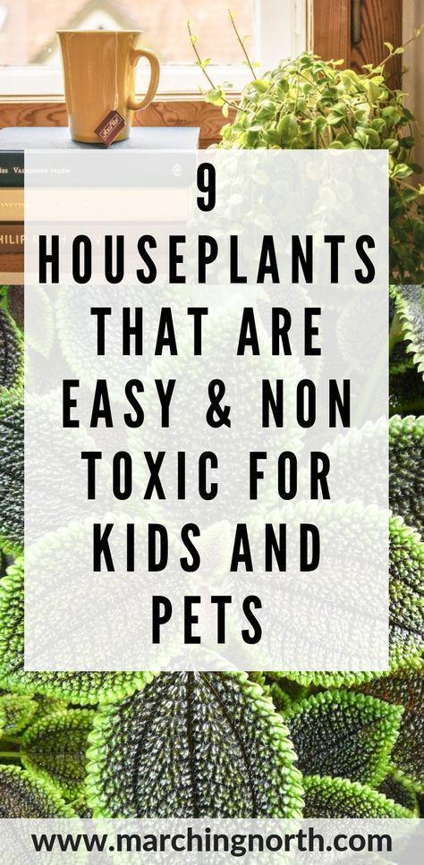 Garden Preservation, Houseplants Safe For Cats, Dog Safe Plants, Safe House Plants, Easy Indoor Plants, Low Light House Plants, Popular House Plants, Planting For Kids, Easy House Plants