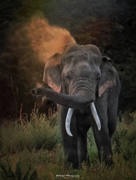 Twilight Tusker Golden Hour Light, Majestic Elephant, The Golden Hour, Golden Hour, The Golden, Elephant, Tv