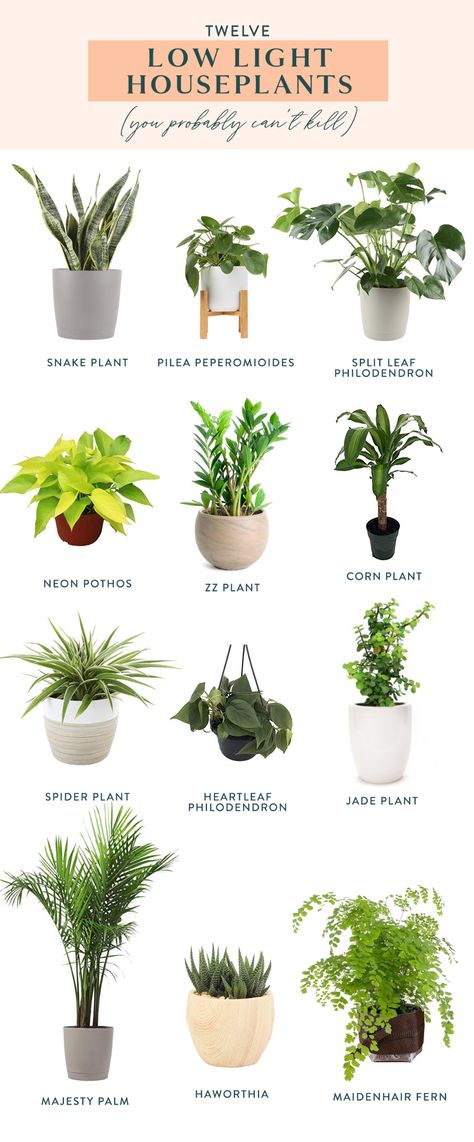 Tanaman Air, Low Light House Plants, Indoor Plants Low Light, Houseplants Low Light, Tattoo Plant, Low Light Indoor Plants, نباتات منزلية, Household Plants, Corn Plant