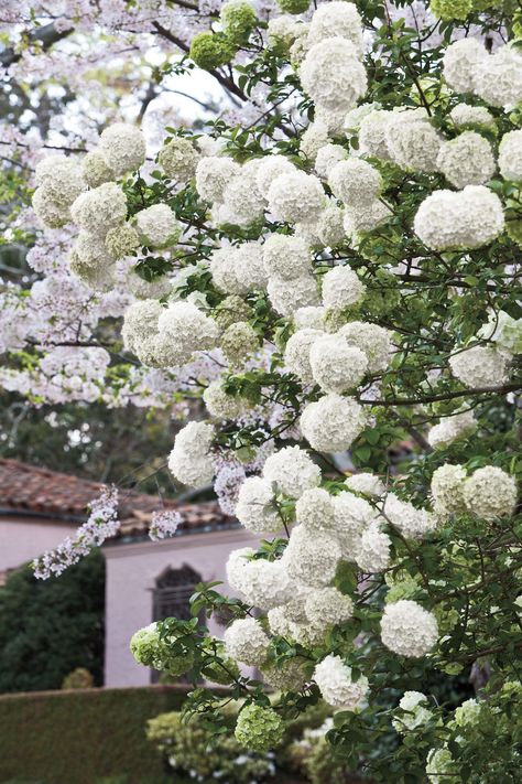 The Annabelle hydrangea (sometimes referred to as a snowball hydrangea) and the Chinese snowball viburnum (also known as the Chinese snowball bush) may look similar, but they do have a number of factors that will differentiate one from the other. Blooming Shrubs, French Hydrangea, Hydrangea Tree, Oakleaf Hydrangea, Hydrangea Care, Southern Garden, White Hydrangeas, Growing Hydrangeas, Hydrangea Garden