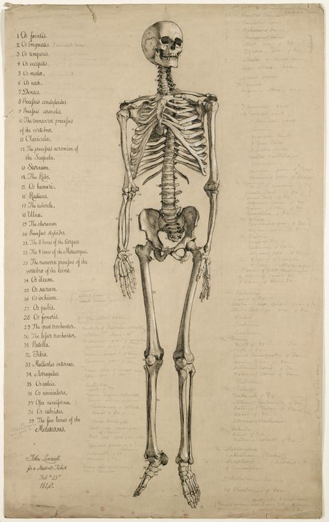 Anatomical drawing of a human skeleton, England, 1840 Attributed to John Linnell (1792-1882) John Linnell, Andreas Vesalius, Twitter Board, Stary Papier, Antique Anatomy, Skeleton Anatomy, Skeleton Drawings, Halloween Kunst, Human Anatomy Drawing