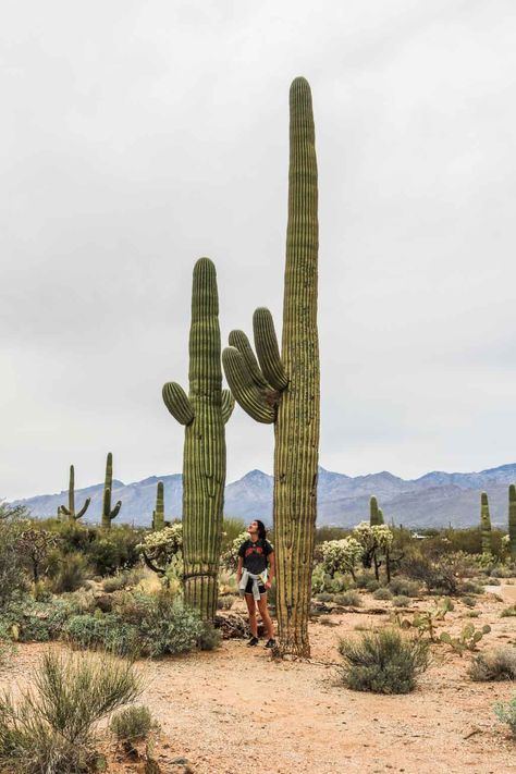 Saguaro National Park Photoshoot, Arizona Hiking Pictures, Saguaro National Park Photography, Hiking In Arizona, Best Hikes In Joshua Tree National Park, Joshua Tree National Park Photography, Desert Photos, Roadtrip America, Hiking Pics