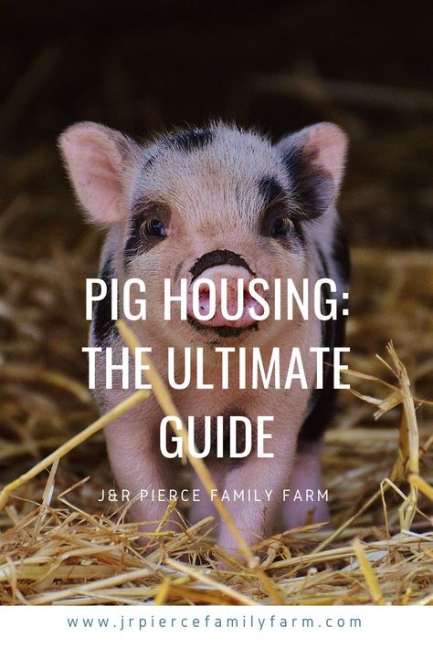 When you’re raising pigs, providing proper housing should be one of your top concerns. Here are our best tips for pig housing. #raisingpigs #pighousing #pigshelter #pighousingdesign #jrpiercefamilyfarm #pasturedpigs Pig Shelter, Homestead Inspiration, Pastured Pigs, Shelter Ideas, Raising Pigs, Earth Bag Homes, Pig Stuff, Straw Bale House, Pig Pen