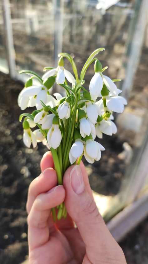 Nature, Snow Drop Bouquet, Snowdrop Flower Bouquets, Snow Drop Flower Aesthetic, Snowdrop Flower Aesthetic, Carnation And Snowdrop Flower, Snowdrop Flower Drawing, Snowdrops Bouquet, Snowdrop Aesthetic