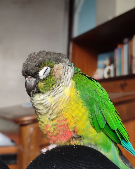 Green Cheek Conure Aesthetic, Green Check Conure, Green Cheek Conure Art, Green Conure Parrot, Conure Aesthetic, Moon Cheek Conure, Green Cheek Conure Drawing, Green Cheek Conure Cage Setup, Green Conure