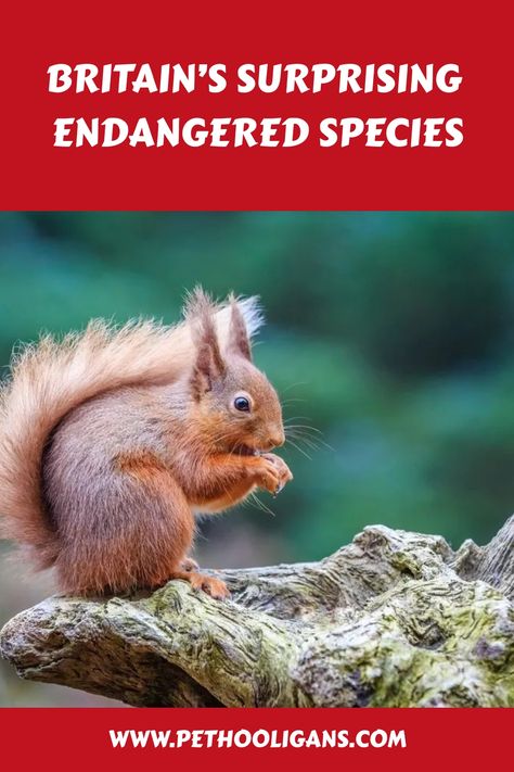 Explore Britain’s surprising endangered species and discover the incredible wildlife at risk right on our doorstep! 🇬🇧🐾 From elusive mammals to rare birds, delve into the conservation challenges facing these unique creatures and learn how you can help protect their future. Let's celebrate and safeguard Britain's biodiversity together! 🌍💚 Unique Creatures, Rare Birds, Wildlife Conservation, Let's Celebrate, Endangered Species, Lets Celebrate, Amazon Affiliate, Mammals, Birds