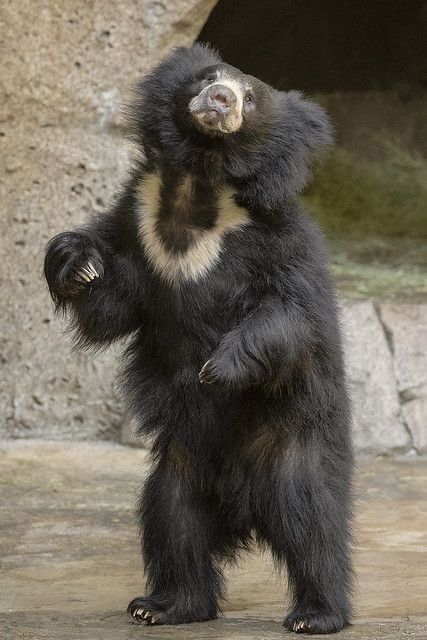 Bear Brothers, Woodland Park Zoo, Moon Bear, Sloth Bear, Zoo Keeper, Woodland Park, San Diego Zoo, September 2, Photo Wall Art