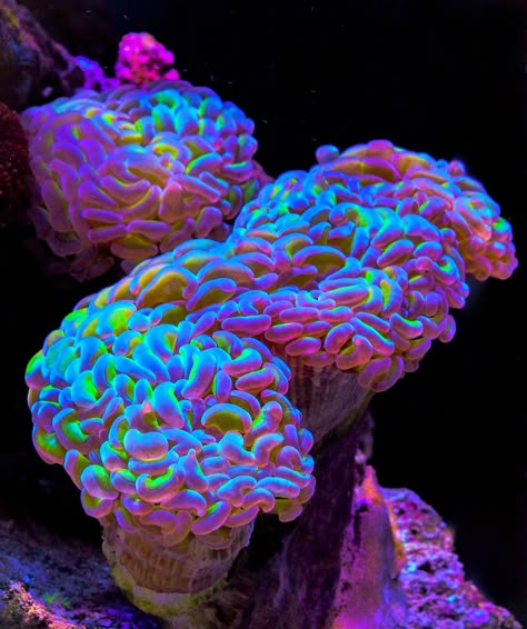 Sea Plants Underwater, Coral Aesthetic Ocean, Bioluminescent Coral, Coral Reef Aesthetic, Pink Coral Reef, Coral Photography, Coral Species, Coral Reef Photography, Sea Corals