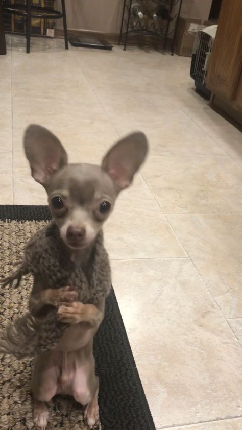 #OscarTheBlueChihuahua Grey Chihuahua, Poodle Cute, Teacup Puppy, Mini Poodle, Baby Chihuahua, Bulldog Francese, Cute Chihuahua, Chihuahua Love, Chihuahua Puppies