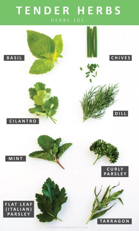 Herbs 101 | Everything you need to know about storing and using fresh herbs, all wrapped into one post! How to store herbs, when to add herbs during cooking, types of herbs, and more! Cooking With Fresh Herbs, Calories In Vegetables, Types Of Herbs, Asian Vegetables, Green Vegetables, Medicinal Plants, Drying Herbs, Herbal Medicine, Herb Garden