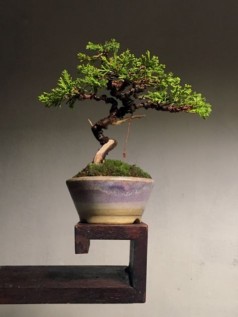 Shohin Bonsai Trees, Bonzi Trees, Pre Bonsai, Tiny Tree, Beautiful Bonsai, Bonsai Tree Care, Mini Bonsai, Bonsai Art, Bonsai Plants