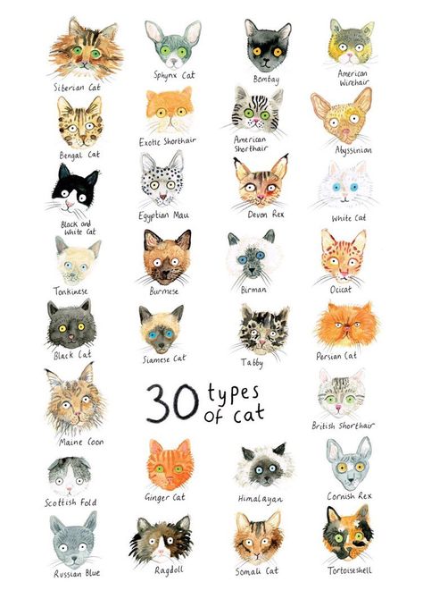 Embedded image Cats Art Drawing, Animal Nursery Theme, International Cat Day, Types Of Cats, Cats Art, Beautiful Sea, Little Kittens, First Art, Zentangle Art