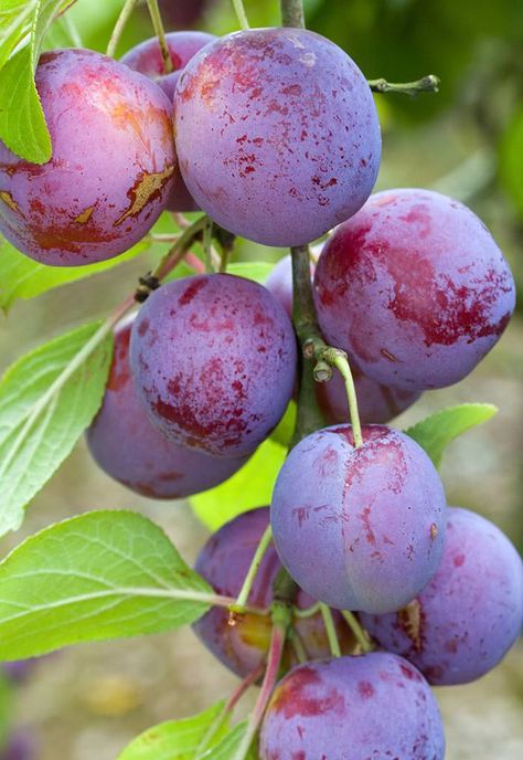 Classic plum trees - Excalibur plum is a reliable performer that bears heavy crops of fruit. Pancha Tattva, Plum Varieties, Prune Fruit, Plum Trees, Fruit Bearing Trees, Growing Fruit Trees, Plum Fruit, Specimen Trees, Plum Tree