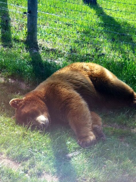 Bear Pic, Silly Bears, Bears Aesthetic, Bear And Cat, Pet Bear, Cute Brown Bear, Bear Aesthetic, Sleeping Bear, Brown Bears