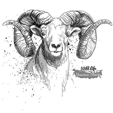 Ram Animal Drawing, Ram Head Drawing, Ram Animal, Arte Aries, Sheep Logo, Mountain Sheep, Sheep Illustration, Model Tattoo, Easy Animal Drawings