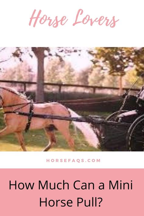 Mini Horse Cart, Pony Cart, Driving Horses, Horse Wagon, Mini Horses, Horse Food, Horse Cart, Mini Donkey, Race Photography