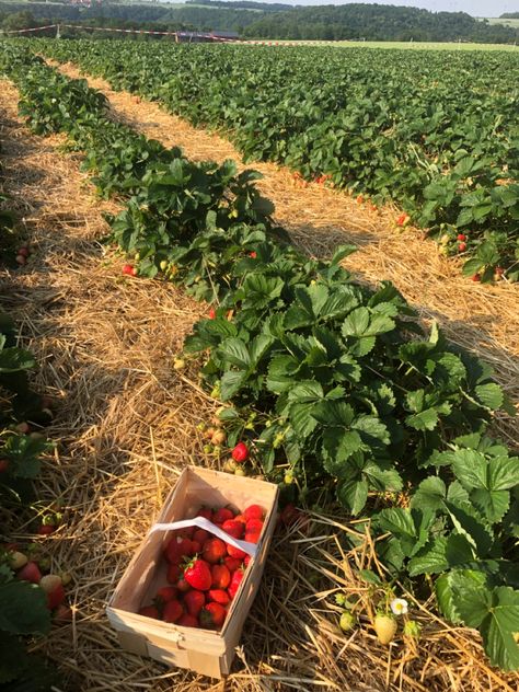 strawberry field picking strawberries inspo bucket list Pick Strawberries Aesthetic, Summer Friends Activities, Strawberry Picking Date, Strawberry Field Aesthetic, Fruit Picking Aesthetic, Strawberry Fields Aesthetic, Berry Picking Aesthetic, Strawberry Picking Aesthetic, Strawberry Picking Pictures