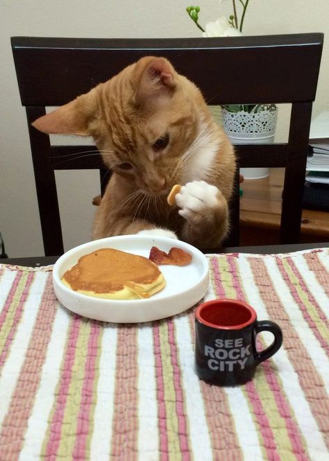 Cat eating pancakes Cat Eating, Eating Food, Funny Cat Pictures, Funny Cat Videos, Cats Meow, Funny Animal Pictures, 귀여운 동물, Animal Memes, Cute Funny Animals