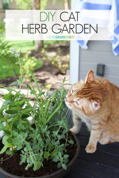 Indoor Cat Garden, Cat Friendly Plants, Cat Safe Plants, Katt Grejer, Chat Diy, Kat Diy, Pots Diy, Cat Patio, Cat Grass